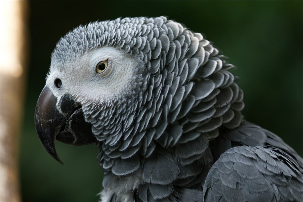 Parrot 3 0514